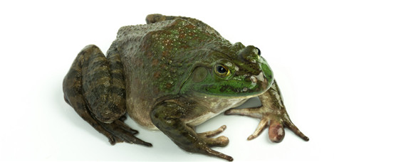 人工养殖的牛蛙有裂头蚴吗（裂头蚴）