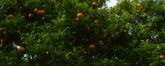 由良柑橘品种介绍（由良柑橘适宜在什么地区种植）