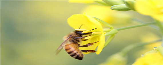 养蜜蜂的方法（养蜜蜂的方法与知识）