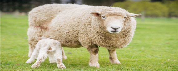 澳洲白绵羊一胎能生几只（澳洲白绵羊是多胎羊吗）