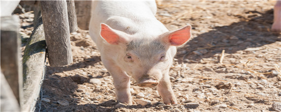 猪吃什么中药可以提高免疫力 用什么中药提高猪免疫力