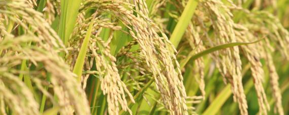 绥粳106水稻种子的主要特征（绥粳106水稻品种简介）