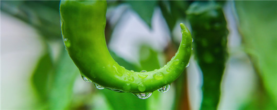 种植辣椒的管理技术和病虫害（辣椒种植技术与病虫害防治）