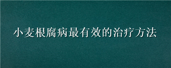 小麦根腐病最有效的治疗方法 小麦根腐病的危害症状