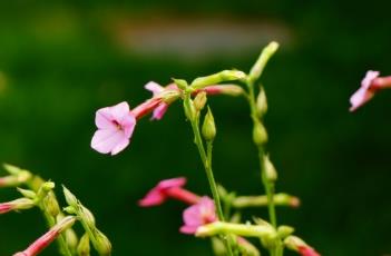 花烟草