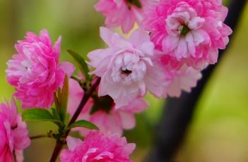 粉花重瓣麦李