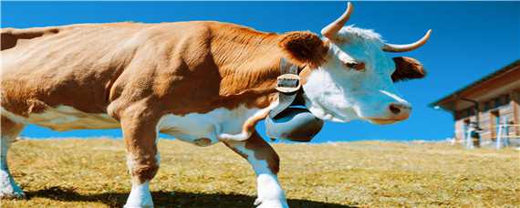 牛的胃哪个才是真正的胃 牛的哪个胃才是牛真正的胃