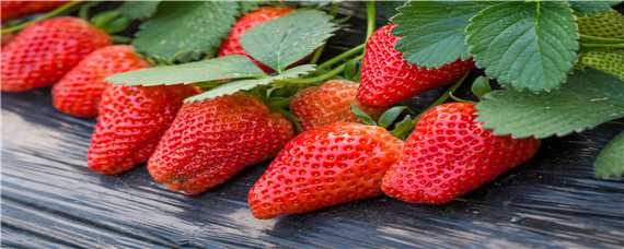 草莓白斑病的防治方法（草莓黑斑病的防治方法）