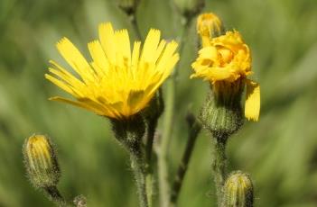 '花豹'斑叶山柳菊