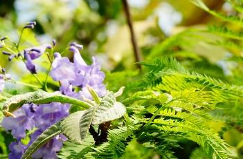 蓝花楹（蓝花楹什么时候开花）