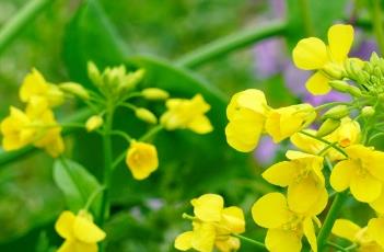 芸苔子 芸苔子油怎么吃