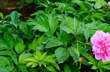 芍药_神农本草经百种录 白芍 神农本草经