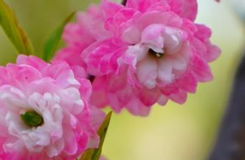 粉花重瓣麦李 粉花重瓣麦李苗木