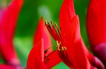 龙牙花（龙牙花的花语）