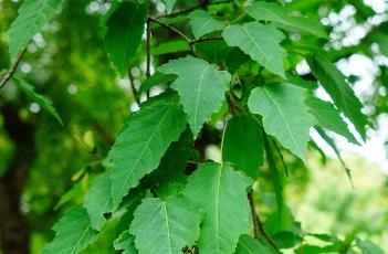 茶条槭（茶条槭树图片）