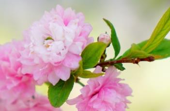 粉花重瓣麦李