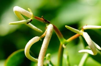 荷叶椒草（荷叶椒草的养殖方法和注意事项）
