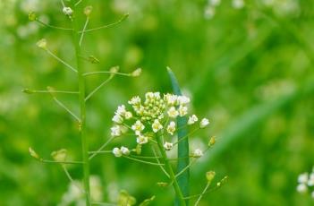 荠菜花