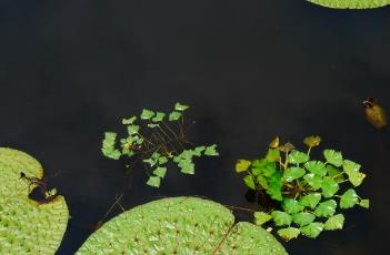 菱角_滇南本草 菱角的药用