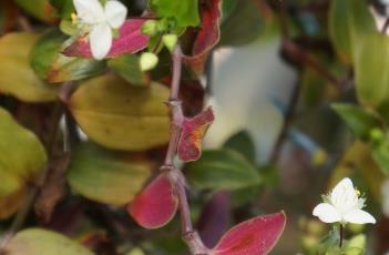 白花紫露草