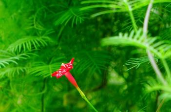 茑萝松（茑萝怎么读）