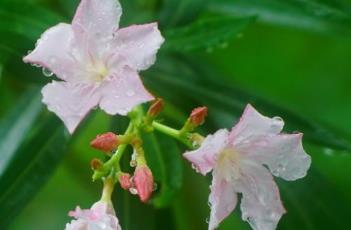 粉花夹竹桃 粉花夹竹桃图片大全