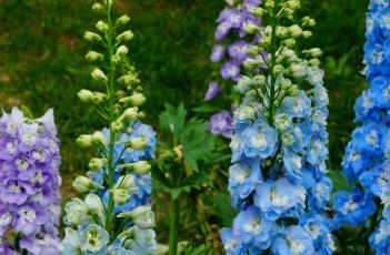 高翠雀花（高翠雀花怎么养）