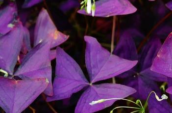 紫叶山本酢浆草