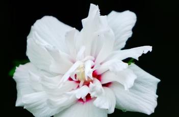 白花重瓣木槿