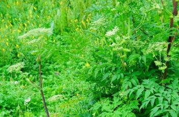 白芷_神农本草经百种录 白芷 本草