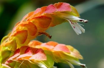 虾衣花 虾衣花怎样过冬