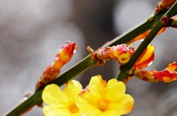 迎春花（迎春花的寓意和象征）