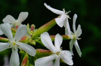 肥皂草（肥皂草 莱莎2）