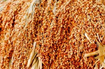 高粱米糠 高粱米糠的营养价值