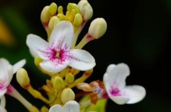 金叶拟美花 金叶拟美花花语