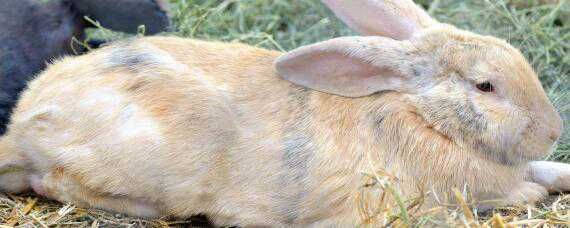 家兔子的养殖方法 家养兔子养殖方法