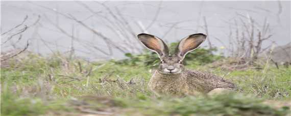冬季野兔的活动规律 冬季野兔的活动规律是什么