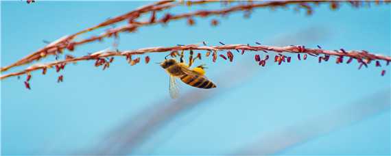 工蜂的寿命有多长（工产蜂的寿命有多长）