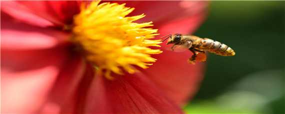 冬天蜜蜂如何喂食（冬天蜜蜂怎样喂）