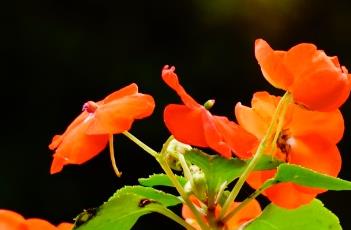 非洲凤仙花 非洲凤仙花的养殖方法和注意事项