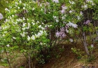 丁香花