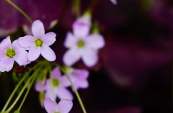紫叶酢浆草 紫叶酢浆草的花语和寓意