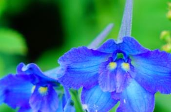 翠雀花（鸢尾花）