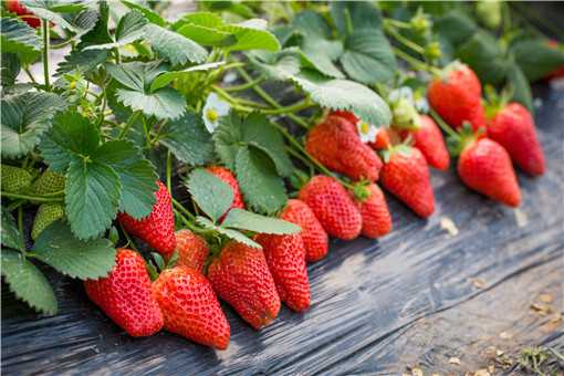 红颜草莓和奶油草莓有什么区别（红颜草莓和红颜奶油草莓有什么区别）
