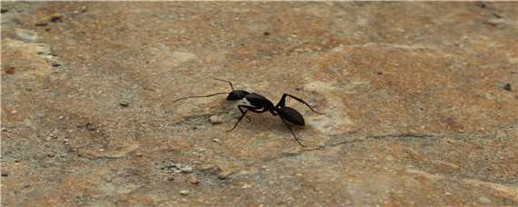 红蚂蚁的繁殖 红蚂蚁的繁殖季节
