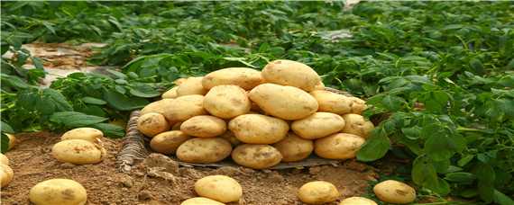 土豆的生长周期多少天（土豆生长周期几个月）