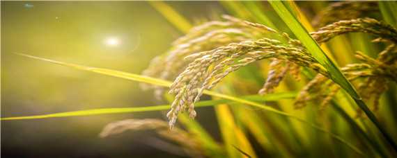 水稻种植时间 水稻种植时间和方法