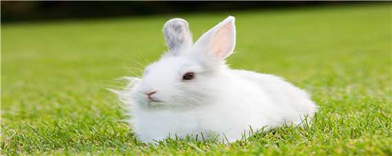 兔子的养殖技术 兔子的养殖技术要点及注意事项