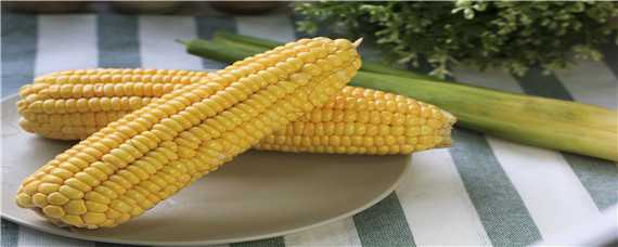 迪卡2188玉米种子积温多少（迪卡3288玉米种简介）