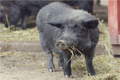 黑猪肉多少钱一斤